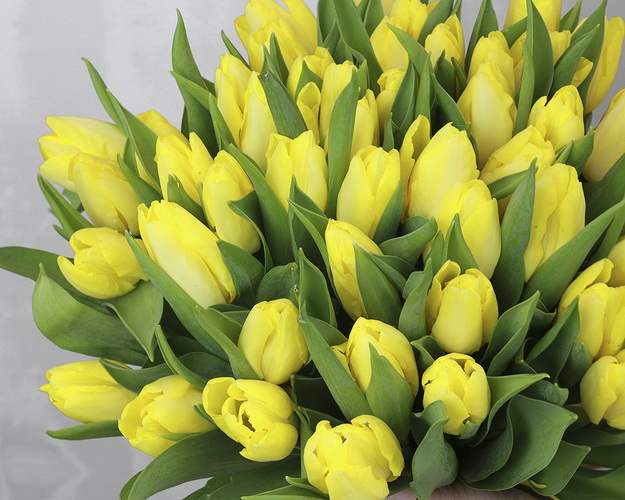Букет із 51 жовтого тюльпану під стрічку.