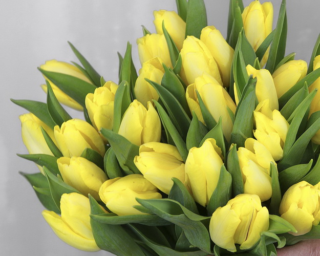 Букет із 25 жовтих тюльпанів стандарт під стрічку