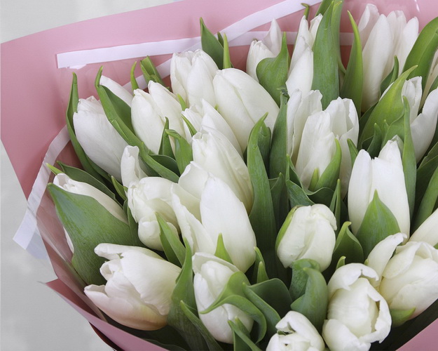 Букет з 25 білих тюльпанів у стильній упаковці