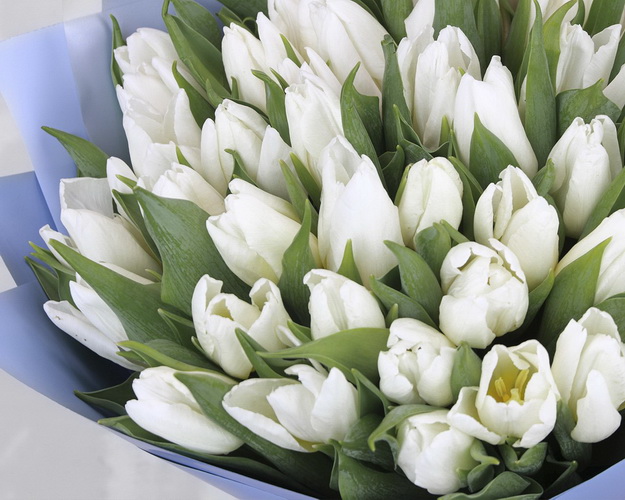 Букет із 51 білого тюльпану у стильній упаковці.