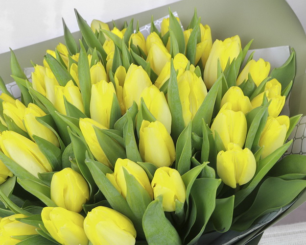 Букет із 51 жовтого тюльпану у стильній упаковці.