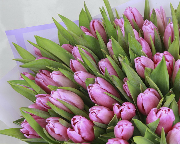 Букет із 51 рожевого тюльпану у стильній упаковці.