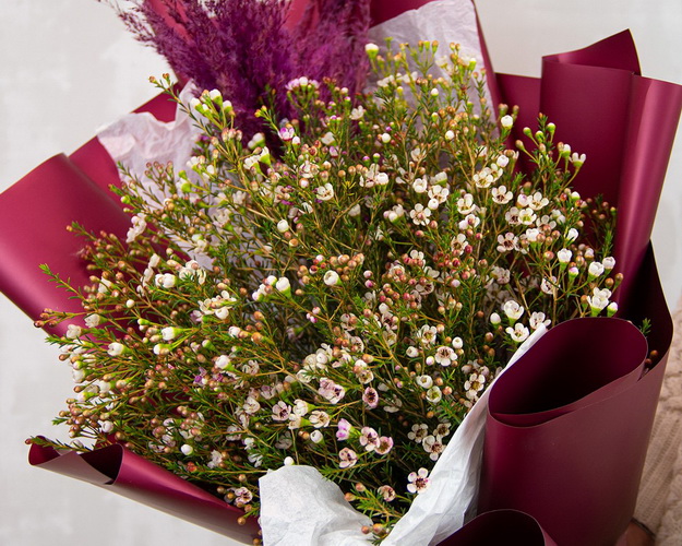 Букет ДУО з 19 гілок хамелаціуму з кортадерією