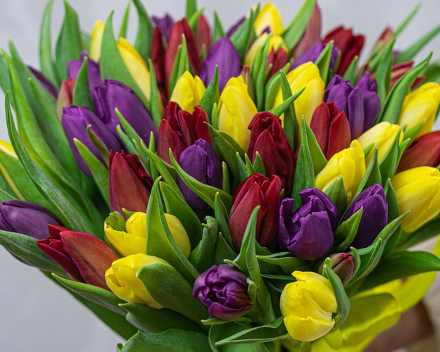 Букет із 51 тюльпану яскравий мікс під стрічку