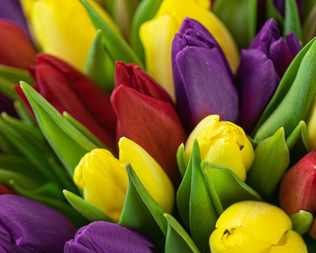 Букет із 51 тюльпану яскравий мікс під стрічку