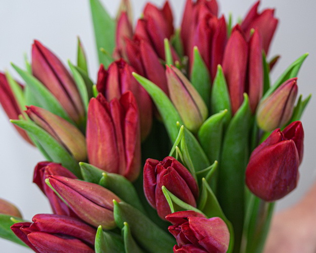 Букет із 25 червоних тюльпанів стандарт під стрічку