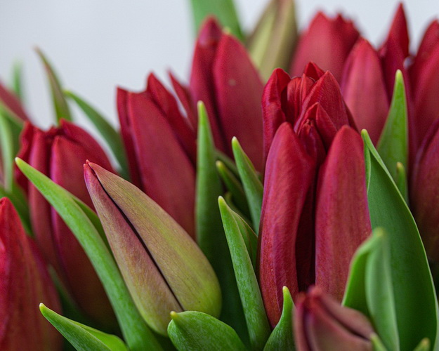 Букет із 25 червоних тюльпанів стандарт під стрічку