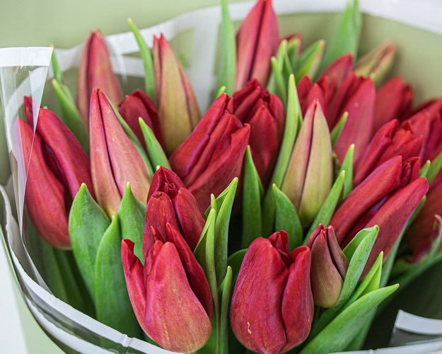 Букет із 25 червоних тюльпанів в упаковці