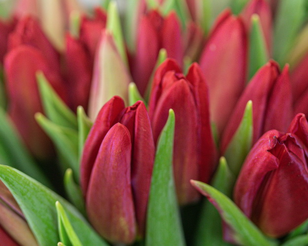 Букет із 25 червоних тюльпанів в упаковці