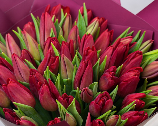 Букет із 51 червоного тюльпану у стильній упаковці