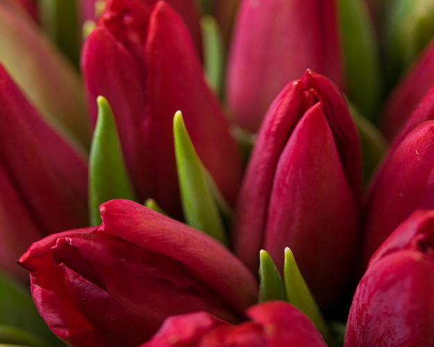 Букет із 51 червоного тюльпану у стильній упаковці