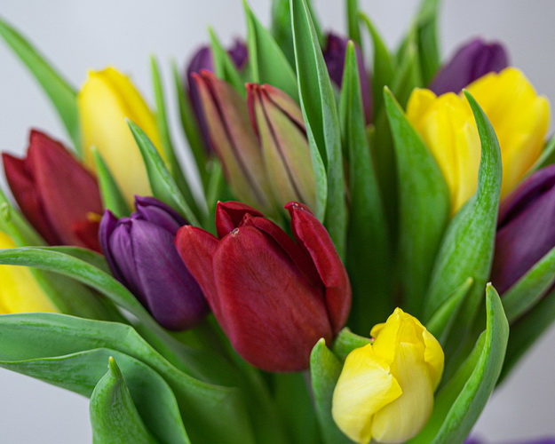 Букет із 15 тюльпанів яскравий мікс під стрічку