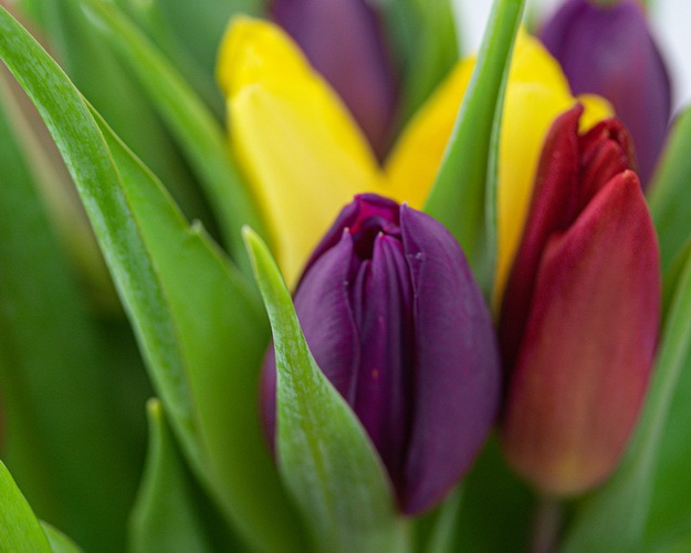 Букет із 15 тюльпанів яскравий мікс під стрічку