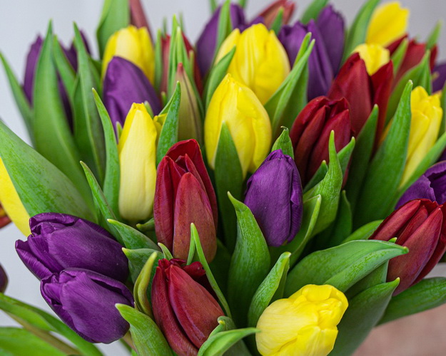 Букет із 35 тюльпанів яскравий мікс під стрічку