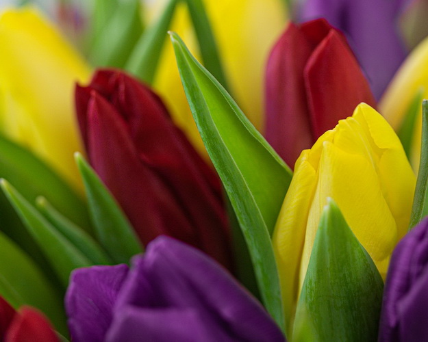 Букет із 35 тюльпанів яскравий мікс під стрічку