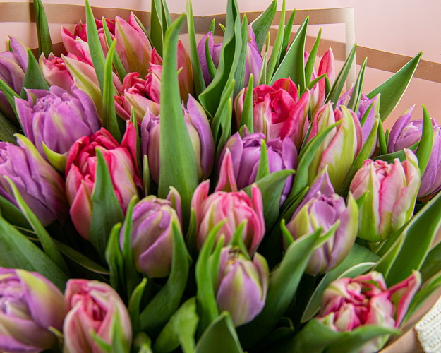 Букет з 25 тюльпанів піоноподібних мікс у дизайнерській упаковці