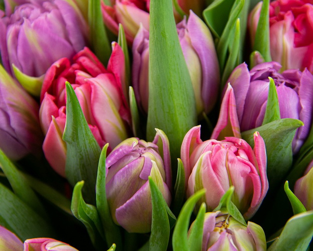 Букет з 25 тюльпанів піоноподібних мікс у дизайнерській упаковці