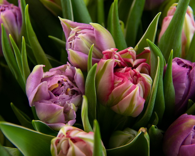 Букет з 51 тюльпану піоноподібного міксу в стильній упаковці.