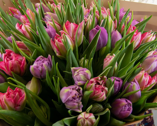 Букет із 35 тюльпанів піоноподібних мікс у дизайнерській упаковці