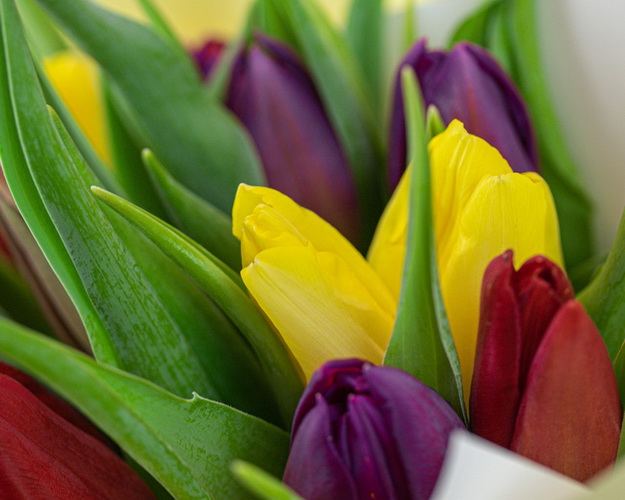 Букет із 15 тюльпанів стандарт яскравий мікс в упаковці