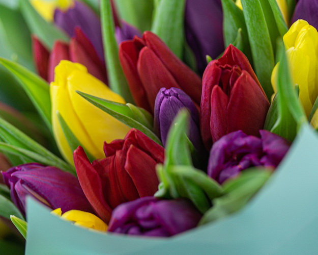 Букет із 25 тюльпанів яскравий мікс в упаковці