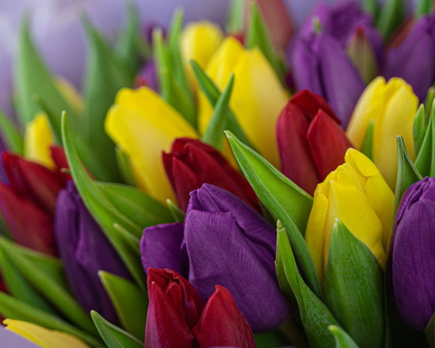 Букет із 35 тюльпанів яскравий мікс в упаковці