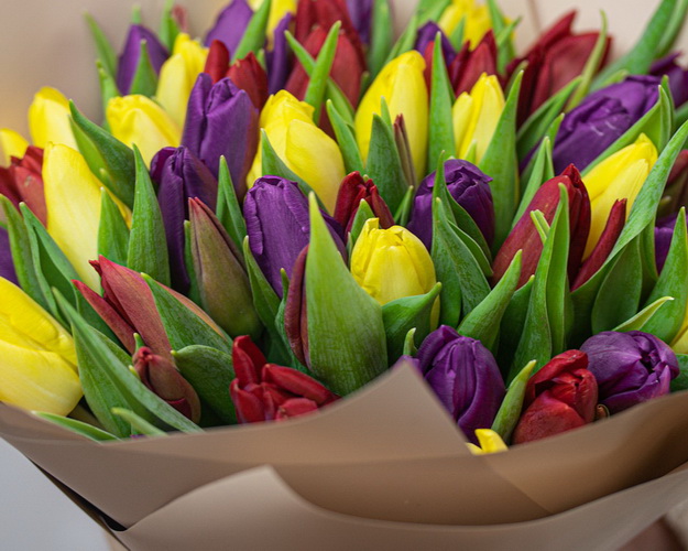 Букет із 51 тюльпану яскравий мікс в упаковці