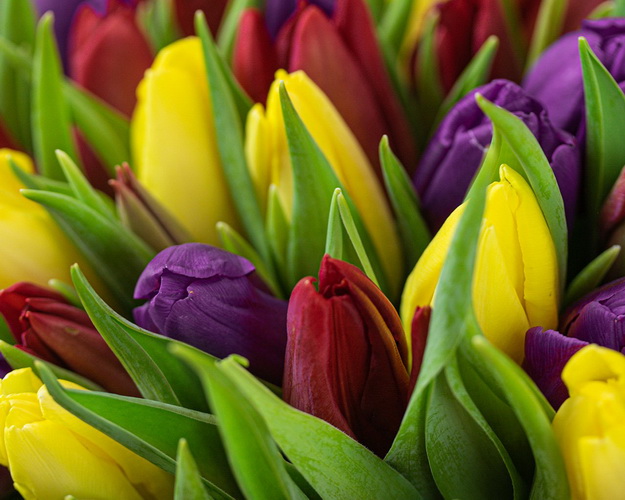 Букет із 51 тюльпану яскравий мікс в упаковці