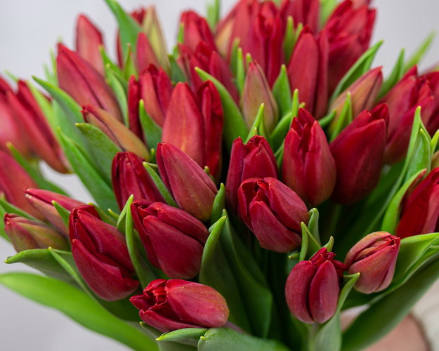 Букет із 51 червоного тюльпану під стрічку