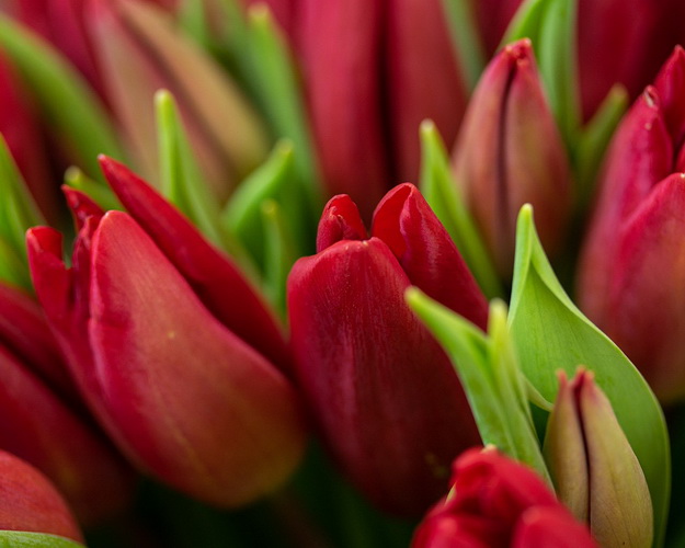 Букет із 51 червоного тюльпану під стрічку