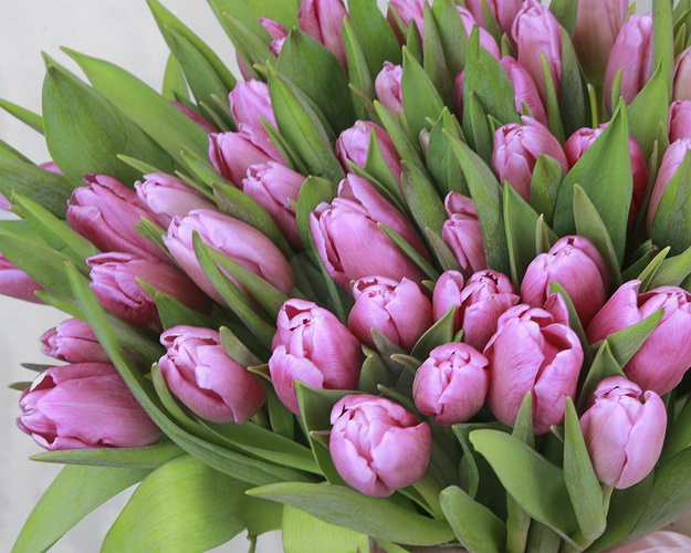 Букет із 51 рожевого тюльпану під стрічку.