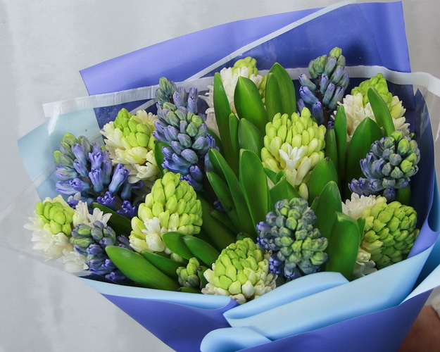 Букет з 15 гіацинтів у стильній упаковці