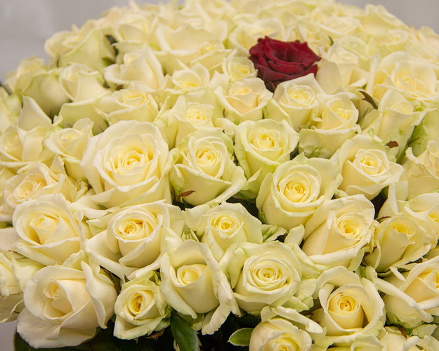 Букет із 101 троянди Ти одна