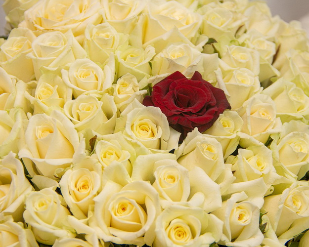 Букет із 101 троянди Ти одна