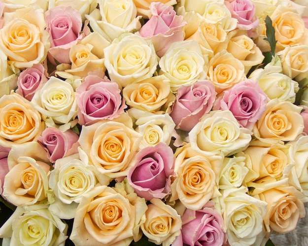 Букет 101 троянда Ніжний дотик