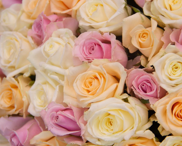 Букет 101 троянда Ніжний дотик