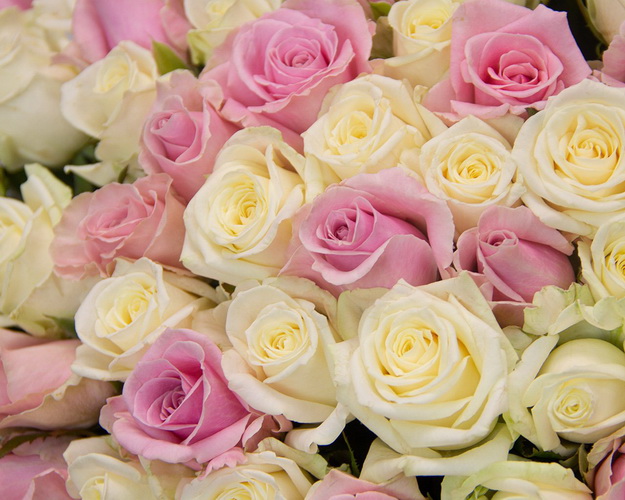 Букет із 101 троянди Замріяний вечір