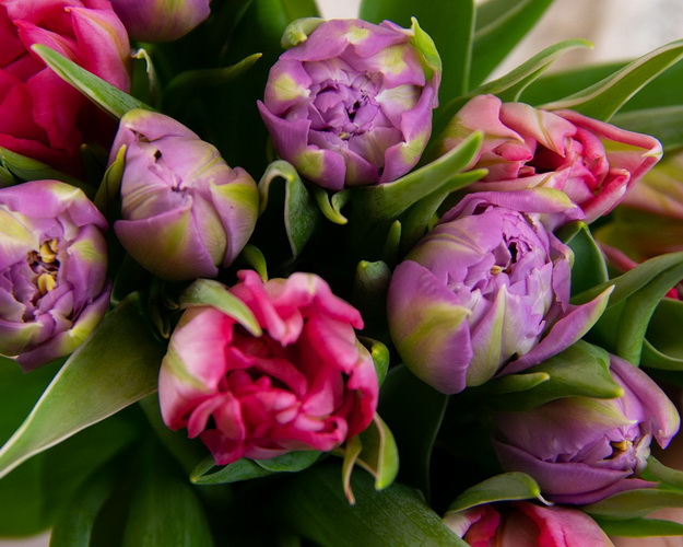 Букет із 15 тюльпанів піоноподібних мікс під стрічку