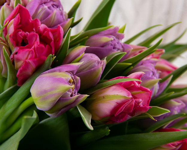 Букет із 15 тюльпанів піоноподібних мікс під стрічку