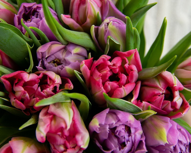 Букет із 25 тюльпанів піоноподібних мікс під стрічку