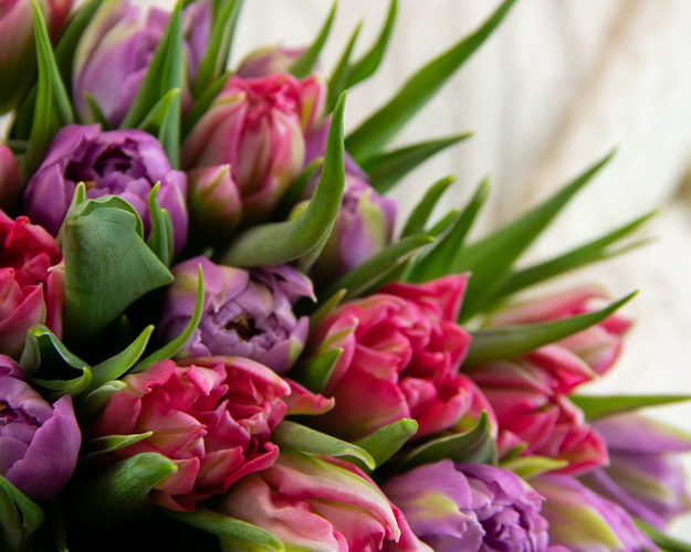 Букет із 25 тюльпанів піоноподібних мікс під стрічку