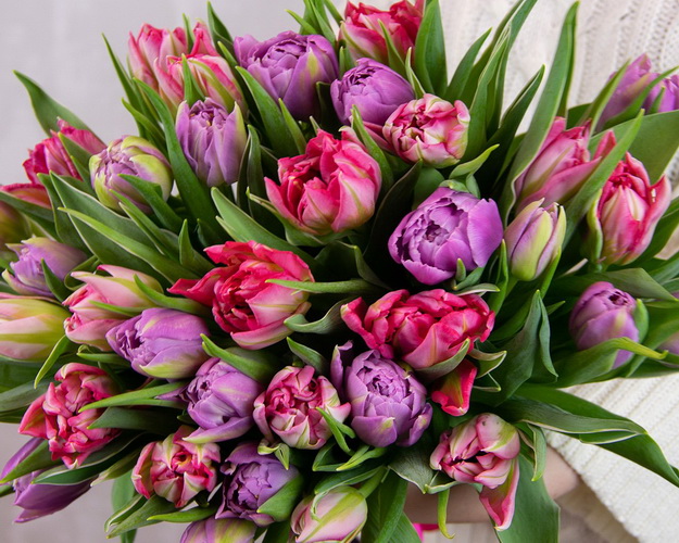 Букет із 35 тюльпанів піоноподібних мікс під стрічку