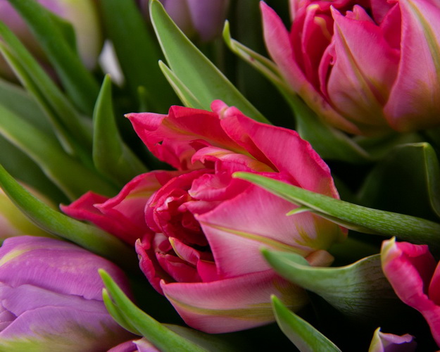 Букет із 35 тюльпанів піоноподібних мікс під стрічку