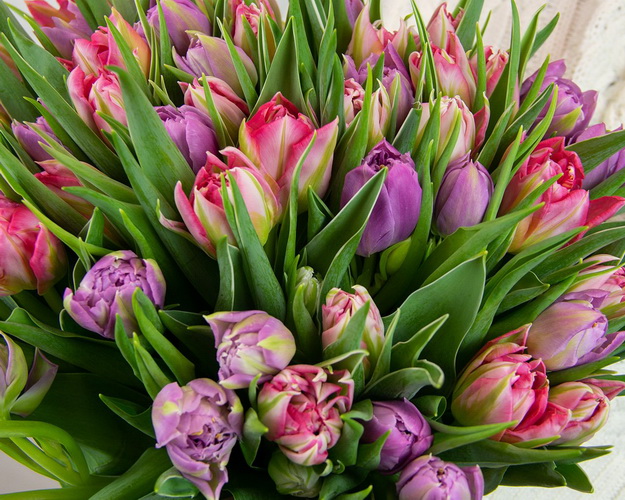 Букет з 51 тюльпану піоноподібного мікс під стрічку