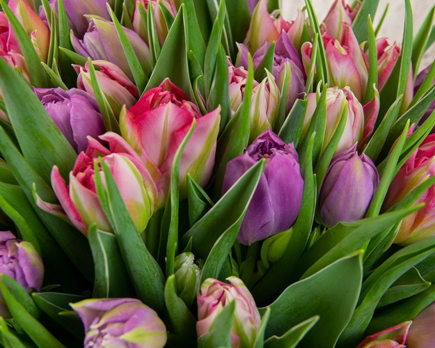 Букет з 51 тюльпану піоноподібного мікс під стрічку
