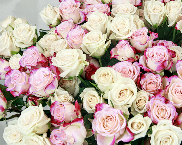 Букет із 15 кущових троянд ніжний мікс під стрічку
