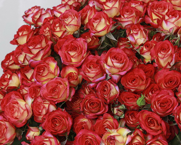 Букет з 15 троянд кущових яскравий мікс під стрічку