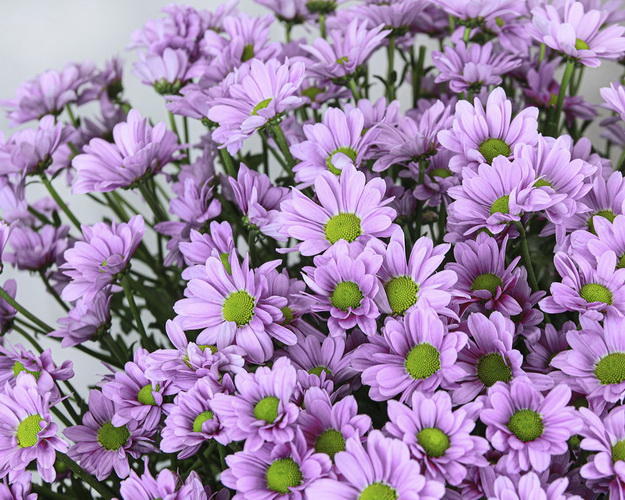 Букет із 25 фіолетових кущових хризантем під стрічку