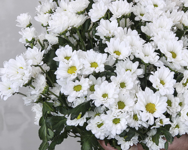 Букет із 25 білих кущових хризантем під стрічку