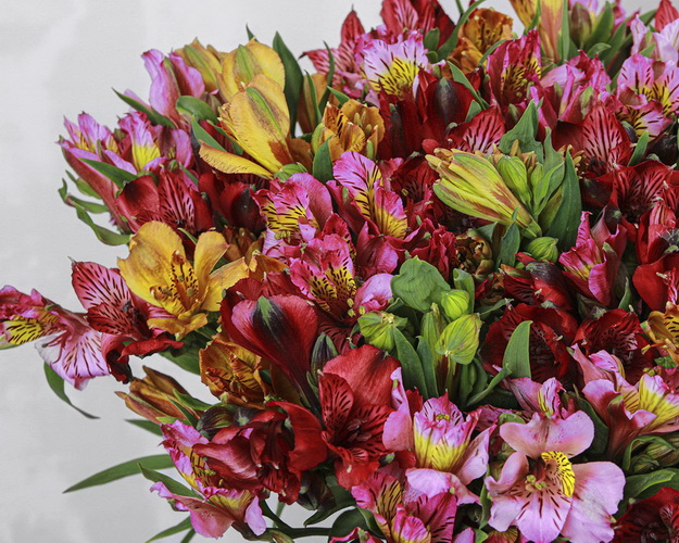 Букет із 25 альстромерій яскравий мікс під стрічку